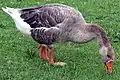 An interspecific hybrid between a wild greylag goose and a domesticated swan goose, as evidenced by its thick neck and bulky head, both of which display vestigial patterning similar to that of the swan goose