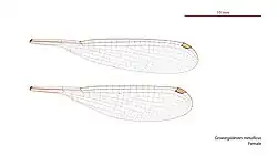 Female wings