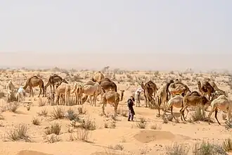 A human with a group of camels in a desert