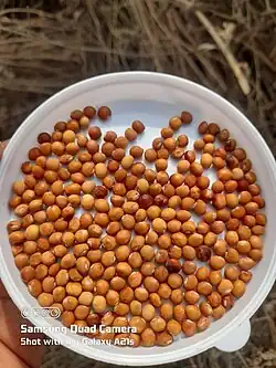 Gulbarga Tur Dal (Unsplit)