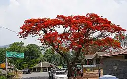Gulmohar at Theppakadu junction, April 2024