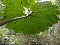 Gunnera manicata in the jungle garden in France[9]