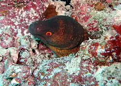 Yellow-edged moray