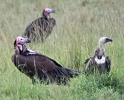 Lappet-faced vultures (left) and a white-backed vulture