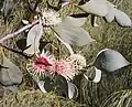 Hakea petiolaris from southwest WA