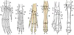 Six hand skeletons