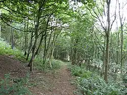 Harby Hill Wood