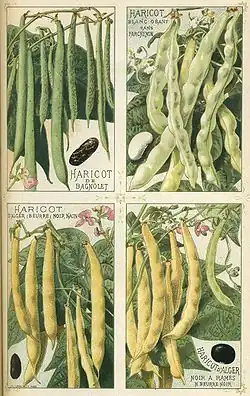 Bean cultivars illustrated in 1891 catalog of French seed producer Vilmorin