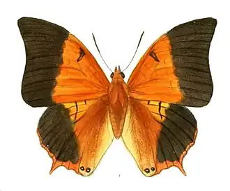 Male
