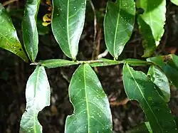 Leaf, showing winged rachis