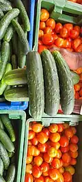 Harvested Cucumber among other vegetables