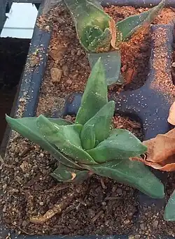 Seedlings of Haworthiopsis scabra var. lateganiae