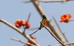 sunbird with metallic green upperparts, yellow belly, and two long tail streamers