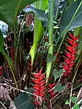 Heliconia sp. in tropical rain forest at Sierra del Escambray, Cuba