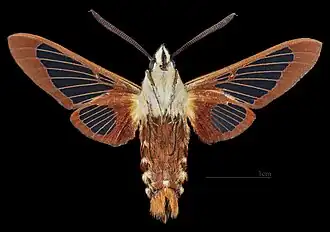 Hemaris thysbe ♂ △