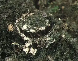 Burrow of Heptathela kimurai