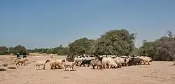 Herd of sheep grazing in Ain Al Nuaman