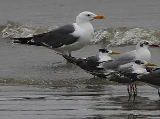 With crested terns and a Caspian tern, in Kerala, India.