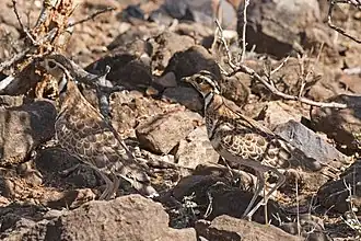 female (left) and male (right) Lake Baringo, Kenya