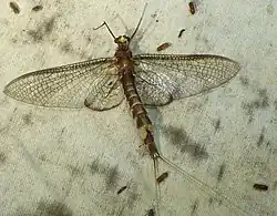 A mayfly with a long brown body and transparent wings. Scale is unclear.