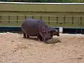 Hippos