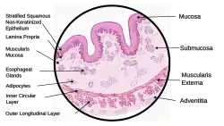 Schematic diagram showing all the four layers of the wall of the Esophagus