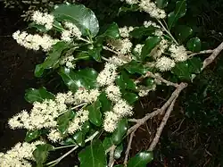 Flowers of Homalium rufescens