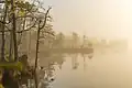 Morning fog in Kakerdaja bog
