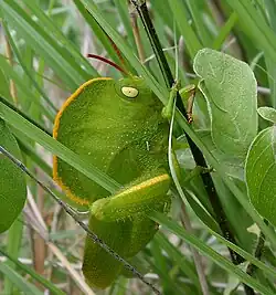 Hooded grasshopper Teratodus monticollis, superbly mimics a leaf with a bright orange border