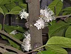 Phaleria capitata of Sumatra exhibiting cauliflory