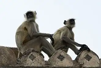 Langur monkey (Semnopithecus dussumieri), Orchha