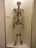 A human skeleton on display at Booth Museum of Natural History