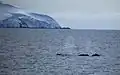 Humpback whales in the strait
