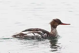 Male in eclipse plumage, Cemlyn, Wales
