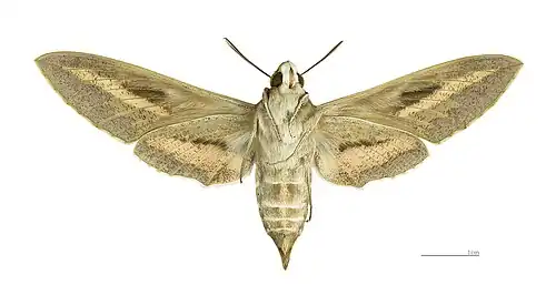 Female