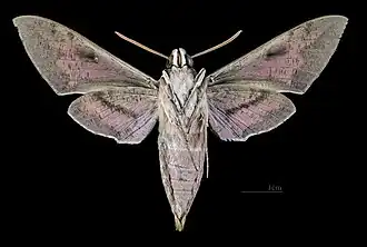 Male Hyles nicaea nicaea, underside