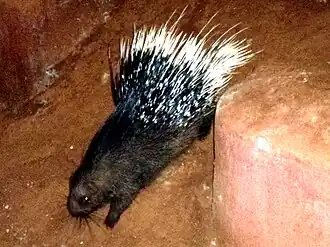 Indian crested porcupine