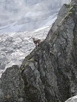 Image 49Ibex in an alpine habitat (from Habitat)