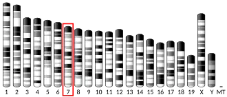 Chromosome 7 (mouse)