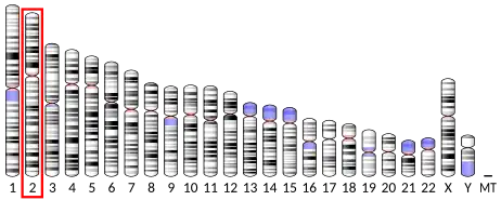 Chromosome 2 (human)
