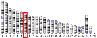 Chromosome 7 (human)