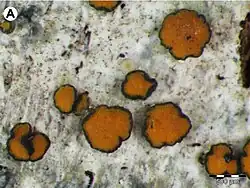 Several irregularly disc-shaped, orange structures with a black rim on a whitish, rough-textured surface