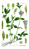 Vinca minor: botanical plate showing paired fruits (no. 5)