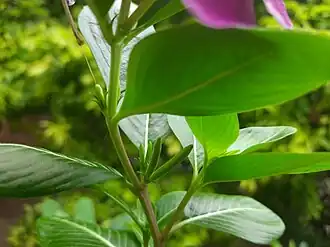 Immature fruits of Madagascar periwinkle