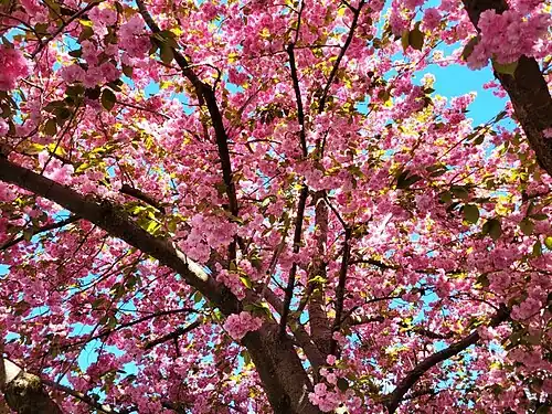 Inner canopy of Kanzan cherry in bloom