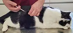 A cat laying on a table while a person administers a shot to it with a thin syringe