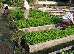 Ipomoea aquatica at Nakhonsawan school, Nakhon Sawan, Thailand