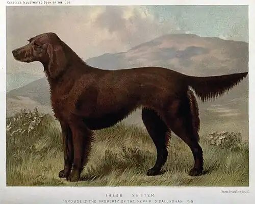 Irish Setter, 1881