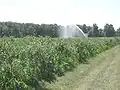 Sprinkler irrigation of blueberries in Plainville, New York, United States
