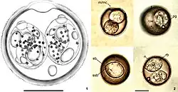 Figures 1–2; Sporulated oocysts of Isospora machadoae sp. nov. recovered from Turdus albicolis from Brazil: (1) line drawing; (2) photomicrographs. Note the micropyle and micropyle cap (m/mc), nucleus (n), polar granule (pg), refractile body (rb), rough oocyst wall (row), Stieda (sb) and sub-Stieda bodies (ssb) and the sporocyst residuum (sr). Scale bar = 10 μm.